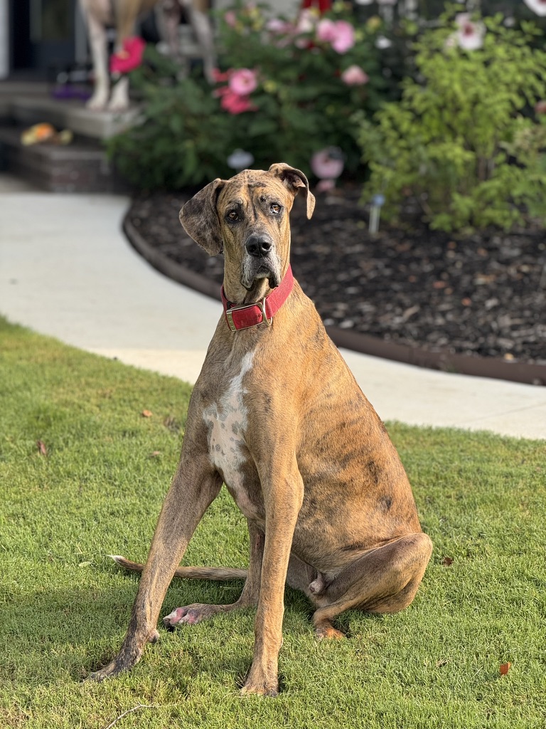 Percy, with a brindle coat and red collar, sitting on the lawn