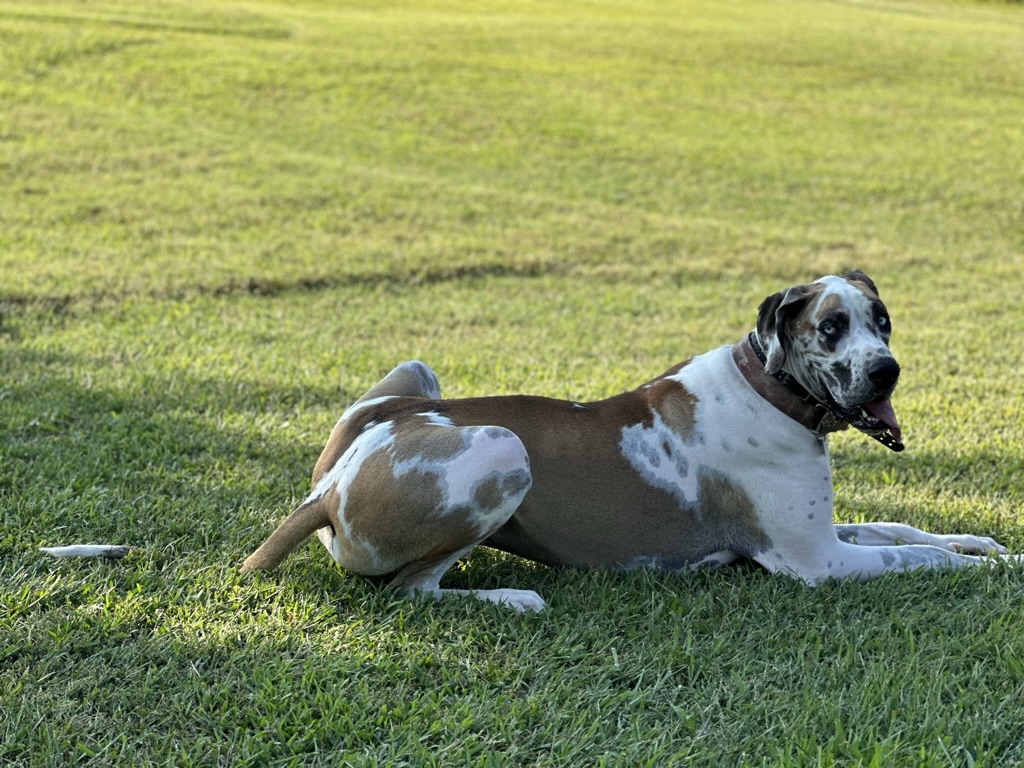 Ragnar, with a white and brown spotted coat, relaxing on the grass