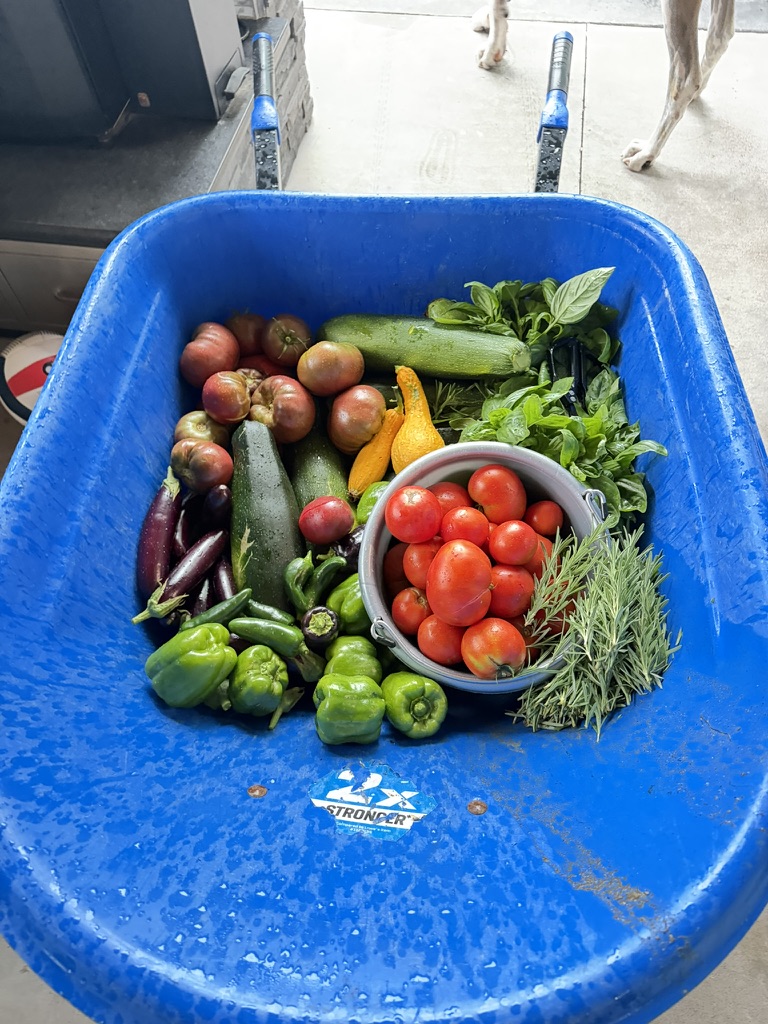 A blue wheelbarrow filled with tomatoes, peppers, squash, eggplants, and garden greens