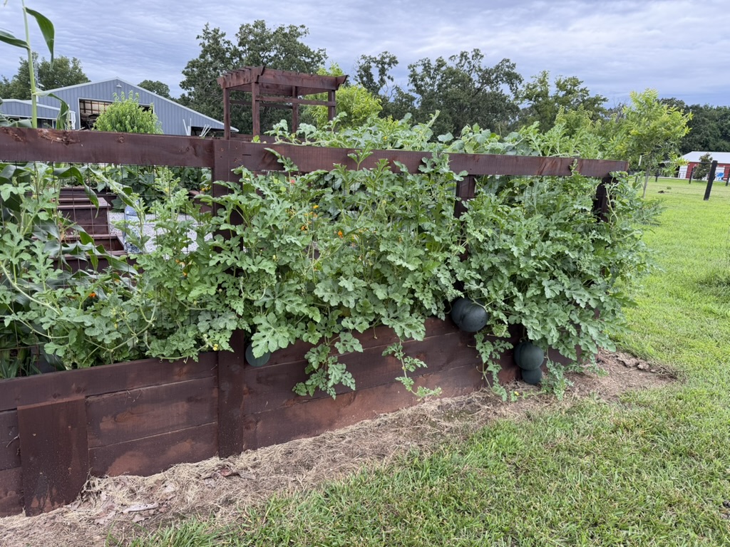 Watermelons along the garden fence