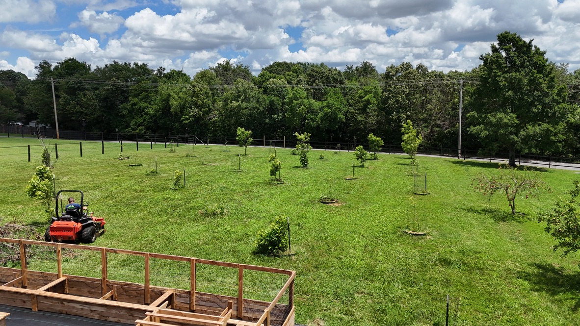 Young trees in the orchard
