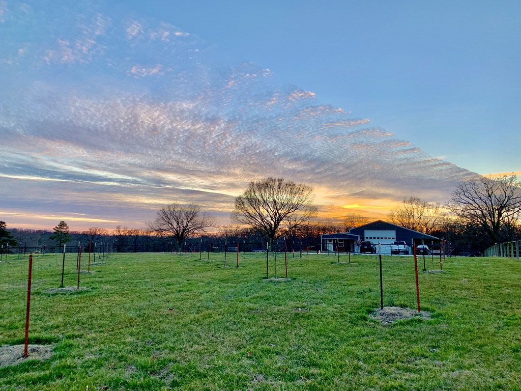Evening light through the orchard