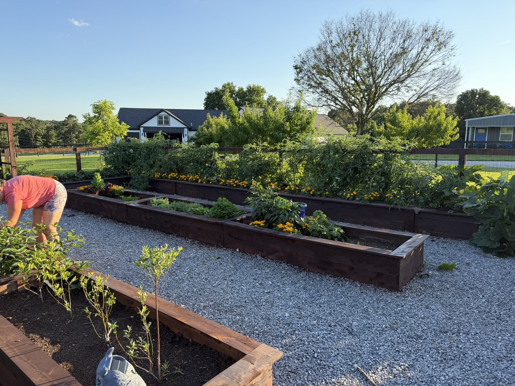 An evening in the raised beds