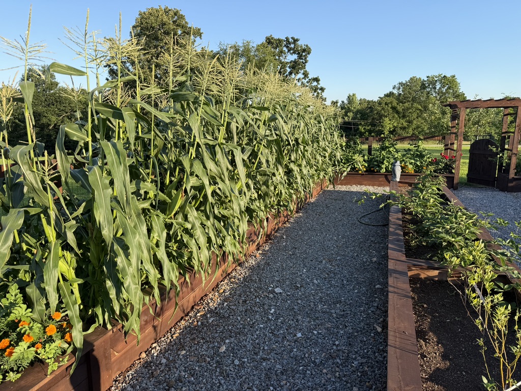 Corn along the garden path
