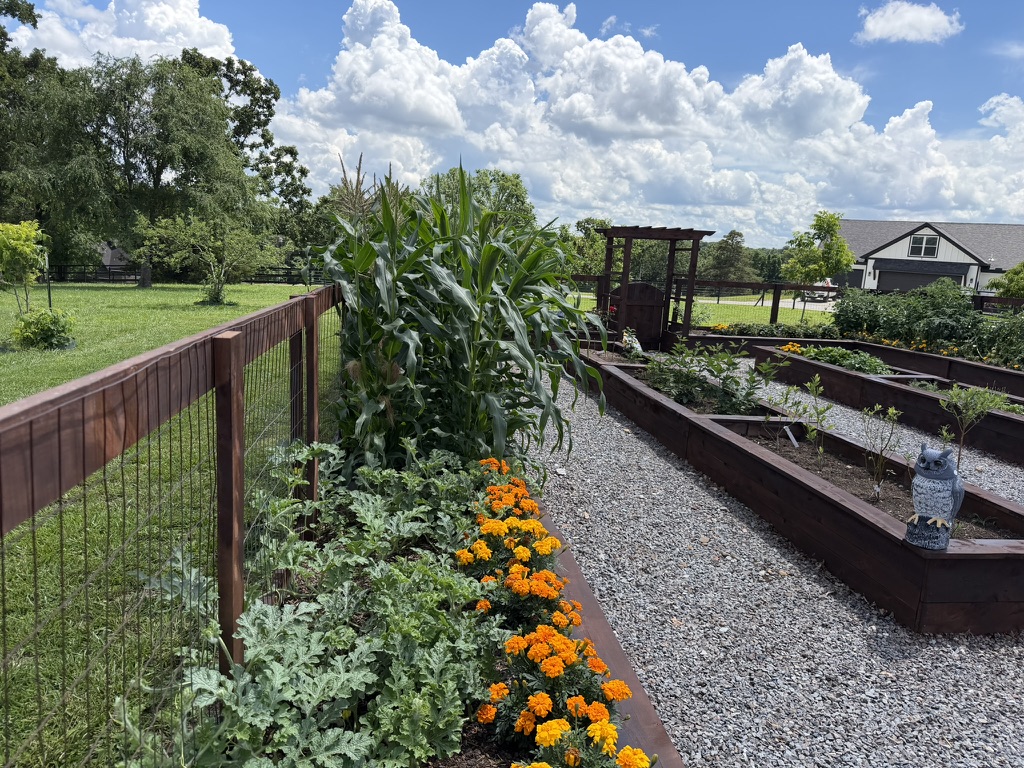 Marigolds and summer greens