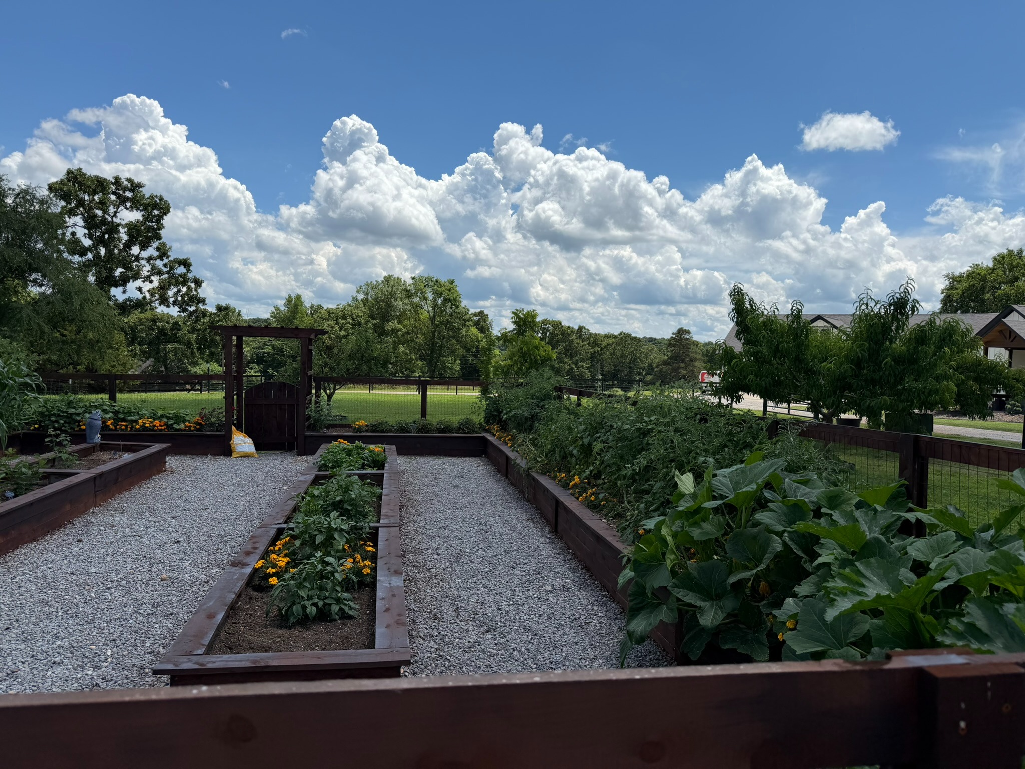 Raised garden beds with green plants and marigolds beneath a blue sky