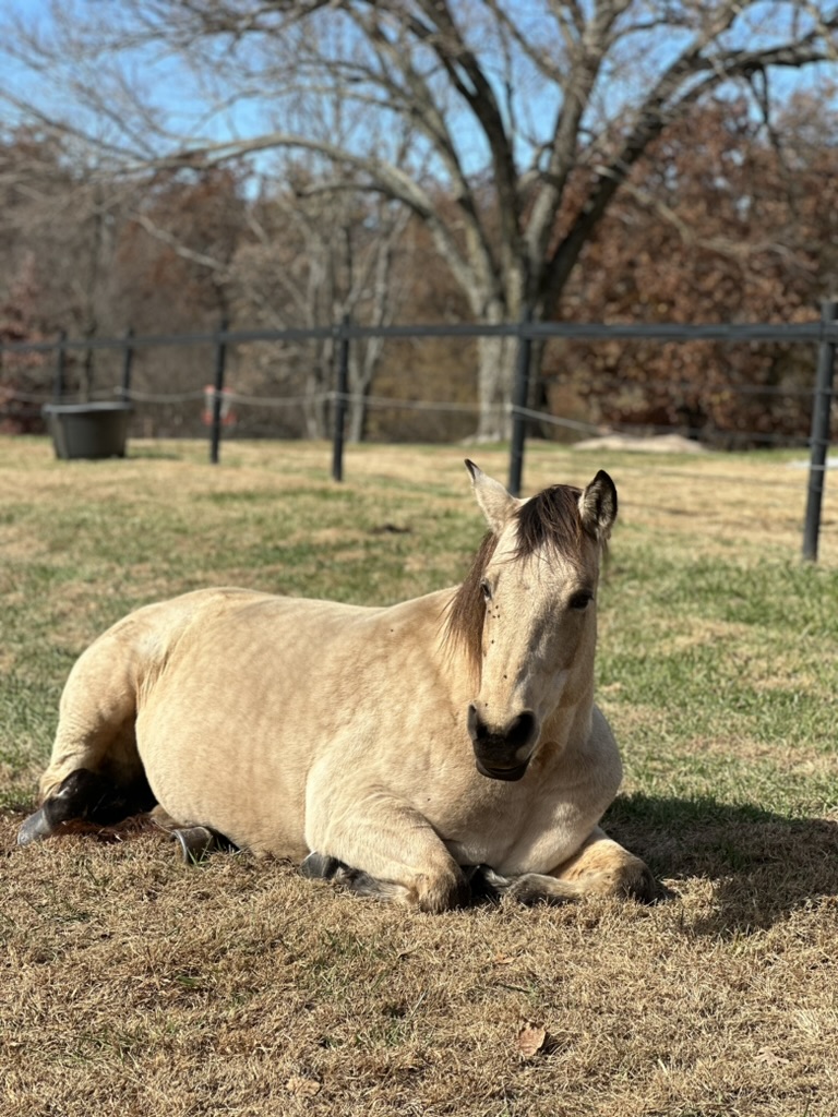 Sysco, the dapple buckskin Quarter Horse, resting in the pasture