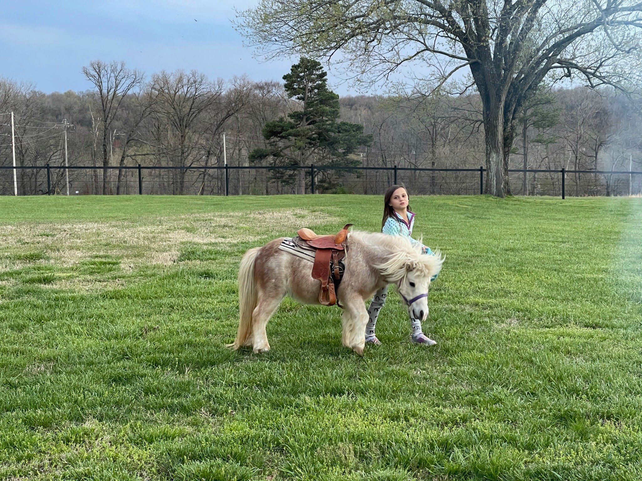 TNT, the miniature horse, standing beside a child on the lawn